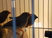 Young zebra finches