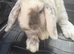 Mini lop babies