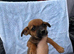 Dachshund/Jack Russell