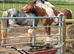 Solid cob mare