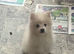 HANDSOME WHITE KLEIN SPITZ DOG PUPPY