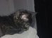 1 male bsh x bengal available ,mum is full lilac bsh