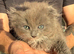 Gorgeous Ragdoll cross