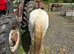 Mini Cob