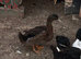 Cayuga/Pekin cross ducks - various ages & colours