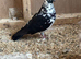 Pair of pigeons for sale