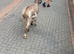 Mediterranean miniature jack donkey