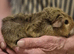 5  cute baby boy guinea pigs