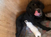 Beautiful cocker spaniel puppy’s