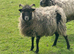 Grazing for our rare breed sheep