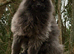 Maine coon kittens tica reg beautiful blues and black