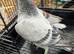 Nice colour and quality racing Pigeon