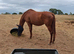 13 yr old brood mare