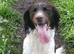 English springer spaniel