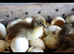 Khaki Campbell Hatching Eggs x 6