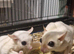 Leucistic TAMED Sugar Glider Baby / Joey