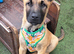️ ️ 14 weeks boy .Looking for lovely family.Get firs vaccine and is training.
