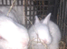 New zealand rabbits for sale