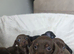 Dachshund puppies
