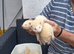 Greyhound ferrets
