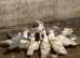 Male and female Muscovy ducks