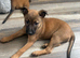 Belgian mali Cross