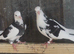 Deep Roller pigeons