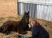 Thoughbread x Irish sport horse