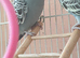 baby budgies for sale