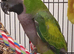 Derbyan parrott