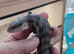 Baby blue tongue skinks for sale