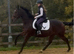 15.3hh rising 4yo gelding