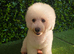 Bichon frise