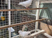 Afghan pigeon (plz read description first)