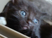 Black fluffy Tortoise shell female kitten