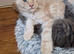 Maine coon kittens