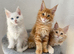 Maine Coon Kittens