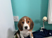 Buddy the beagle