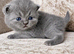 British shorthair kittens