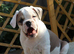 Dorset olde tyme bulldog