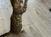 Bengal kitten