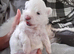 For sale puppy
