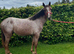 Stunning Appaloosa yearling filly