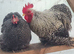 Pekin trio