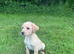 Stunning Labrador puppies READY NOW
