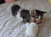 British Shorthair kittens cross