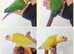 Stunning hand reared baby conure