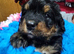 Gorgeous bernedoodle puppied