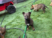 Czech lines German shepherds