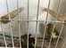 Breeding pairs of canaries for sale